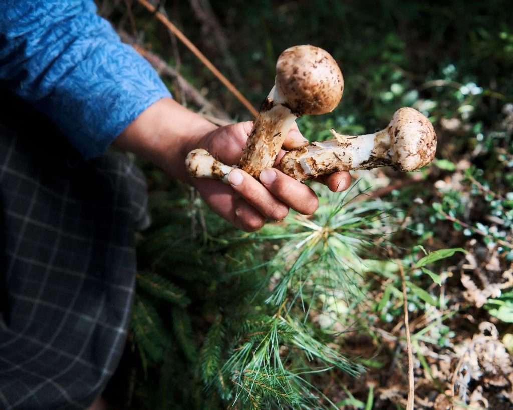 Matsutake Mushroom Picking Season at Ura Bumthang Bhutan