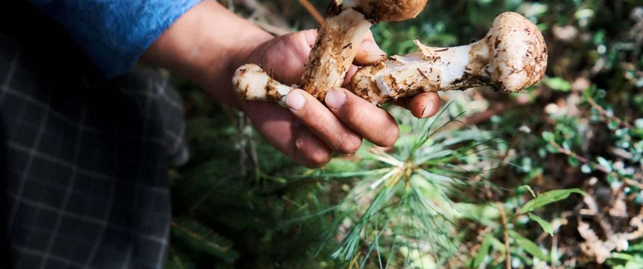 Matsutake Mushroom Picking Season at Ura Bumthang Bhutan