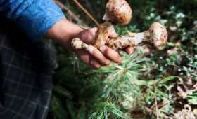 Matsutake Mushroom Picking Season at Ura Bumthang Bhutan