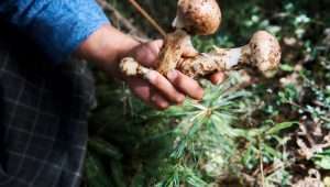 Matsutake Mushroom Picking Season at Ura Bumthang Bhutan