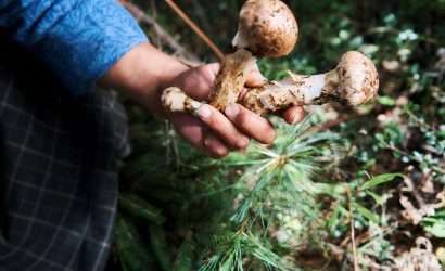 Matsutake Mushroom Picking Season at Ura Bumthang Bhutan