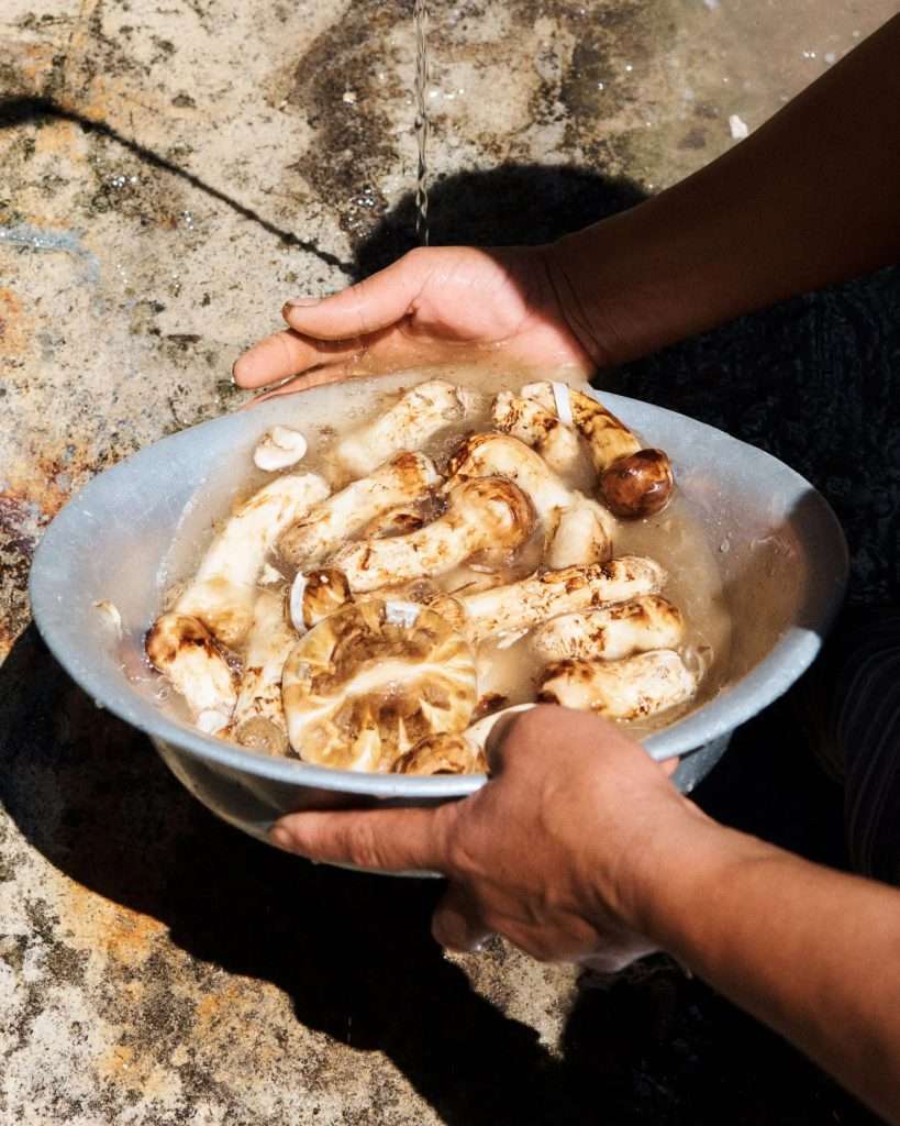 A L Λ Y Λ @Traveling | Best Under the BHUTANESE Sky | Mushrooms and Foraging IN BHUTAN