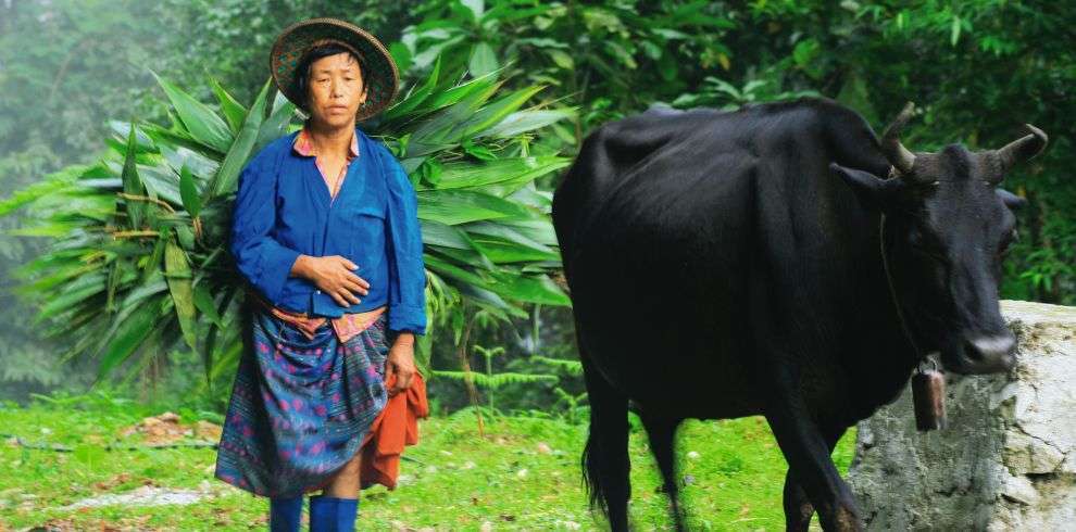 Bhutan woman with her cow in Southern Bhutan