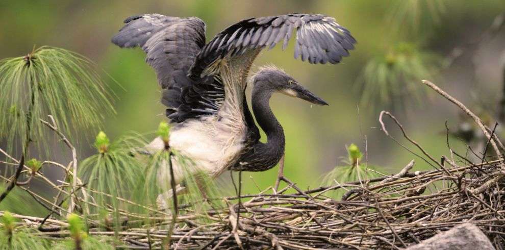 Birding Holidays - KHENG ZHEMGANG in Bhutan