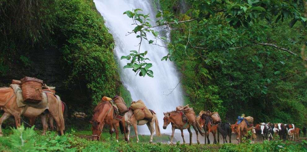 Horses carrying loads in Zhemgang Bhutan