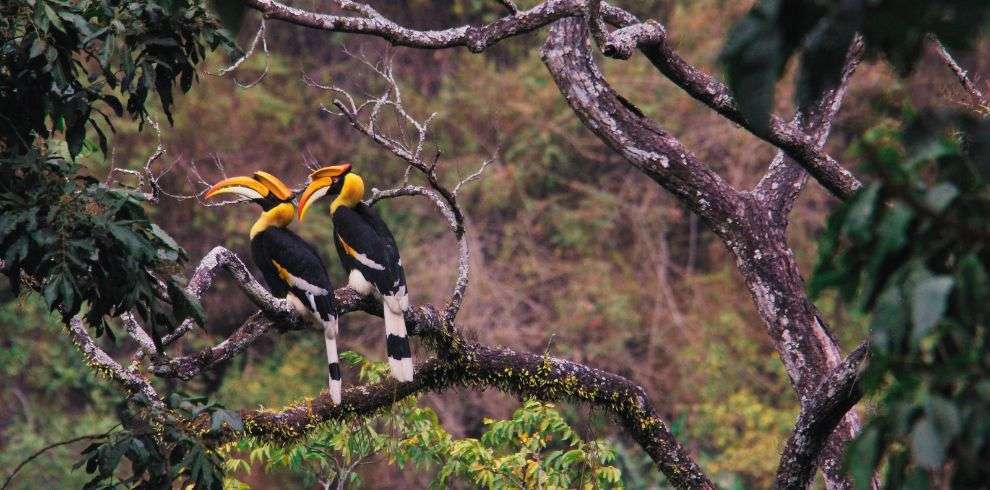 Birding Holidays - KHENG ZHEMGANG in Bhutan