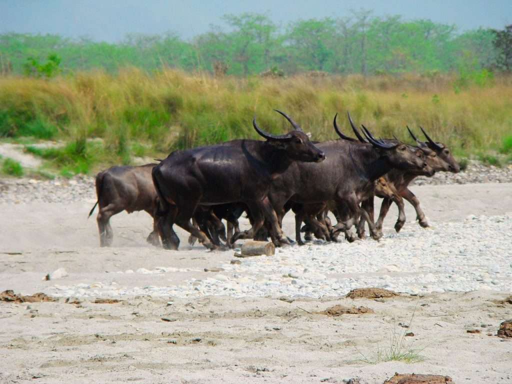 The wild baffalos, Manas Jungle Safaris in Bhutan