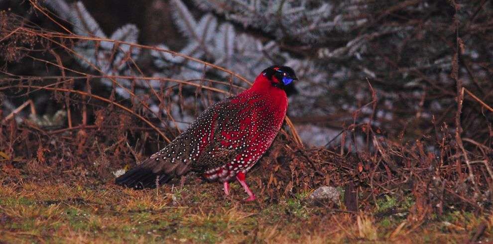 Birding Holidays - KHENG ZHEMGANG in Bhutan