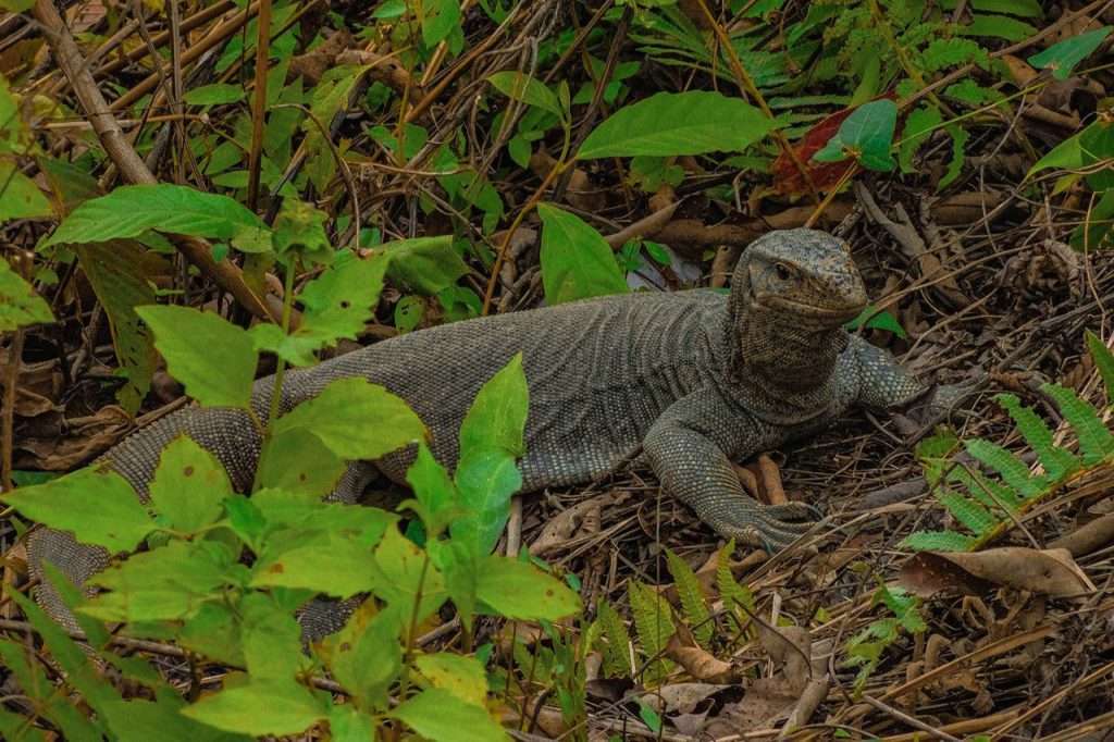 Manas Jungle Safari in Bhutan