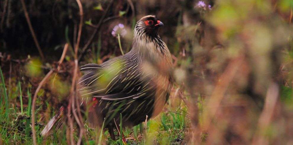 Birding Holidays - KHENG ZHEMGANG in Bhutan