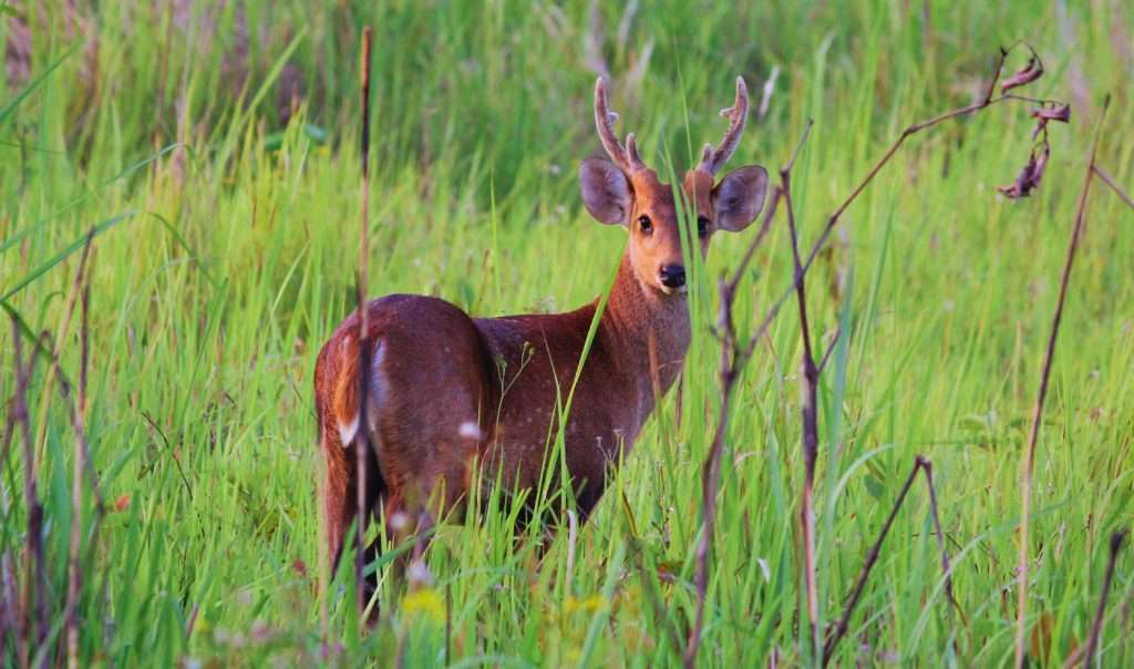 Manas Jungle Safari in Bhutan