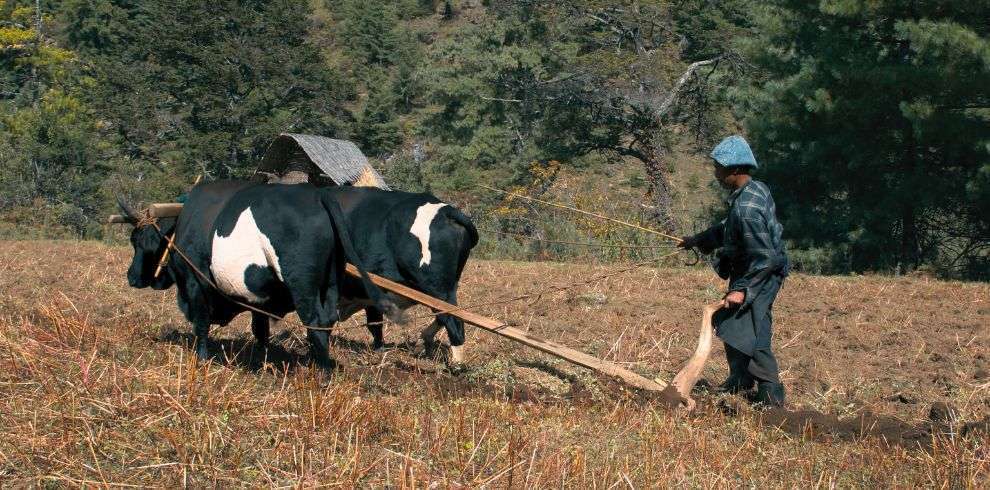 Plowing field in Bumthang village in Bhutan