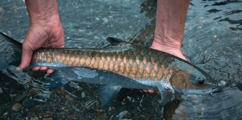 Maahseer Fishing in Pangbang Bhutan