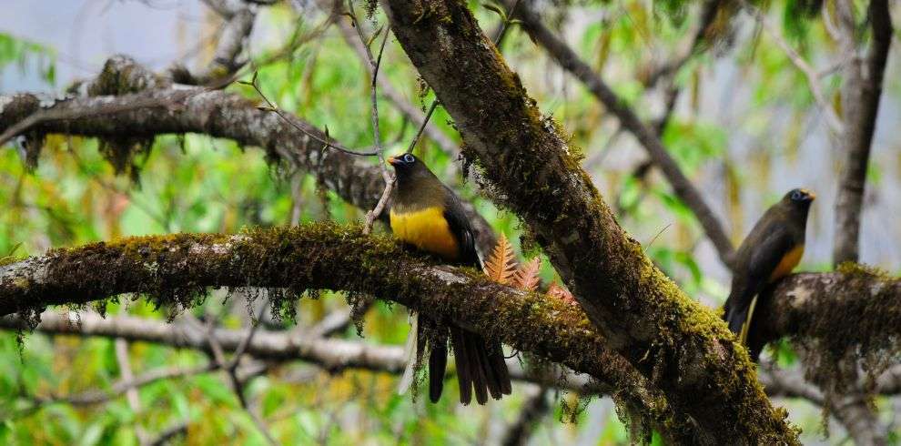 Bird Watching Tour in Royal Manas National Park in Bhutan