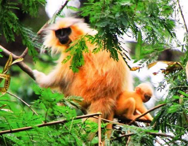 Golden Langur in Royal Manas National Park in Bhutan