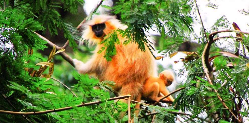 Golden Langur in Royal Manas National Park in Bhutan