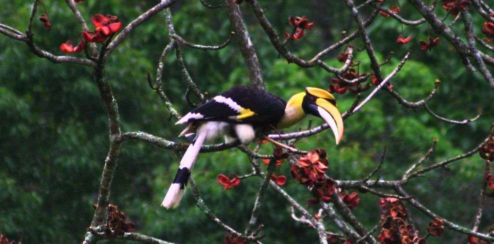 Hornbill, Bird watching in Royal National Park in Bhutan