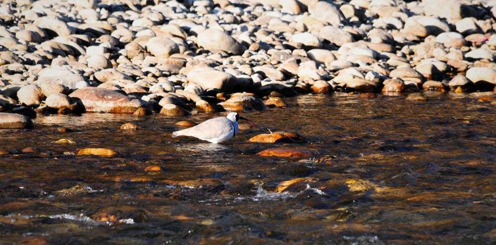 Bird watching in Royal Manas National Park in Bhutan