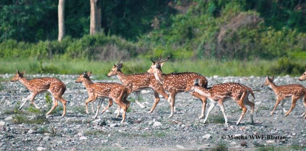 Deers in Royal Manas National Park in Bhutan