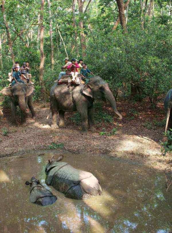 Elephant ride in Royal Manas National Park in Bhutan