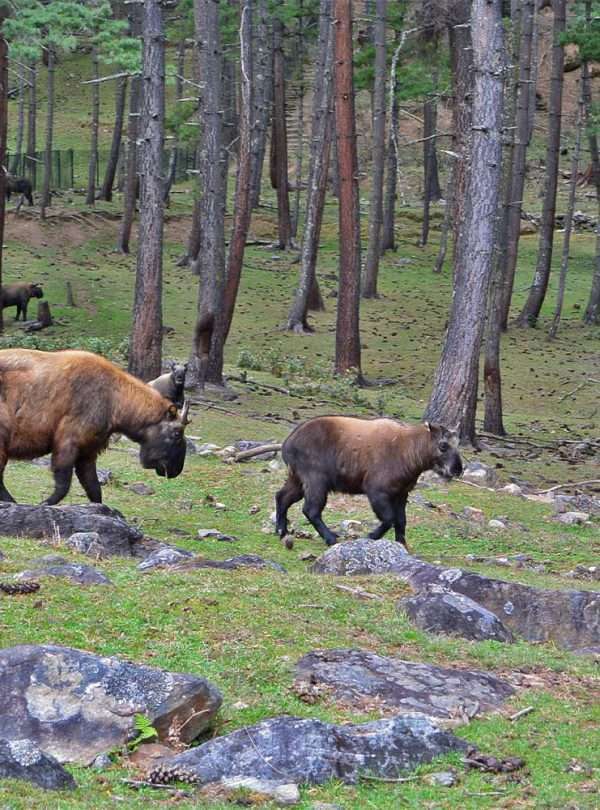 Visit Takin Reserve Centre at Motithang in Thimphu Bhutan