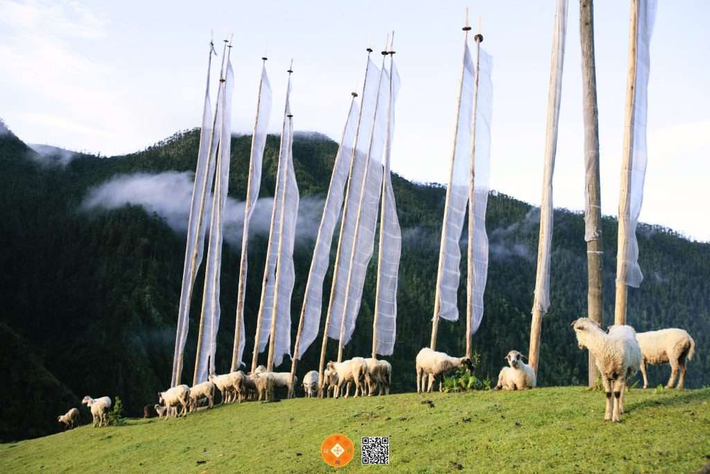 Top Attractions in Bumthang Bhutan - Sheep breeding center