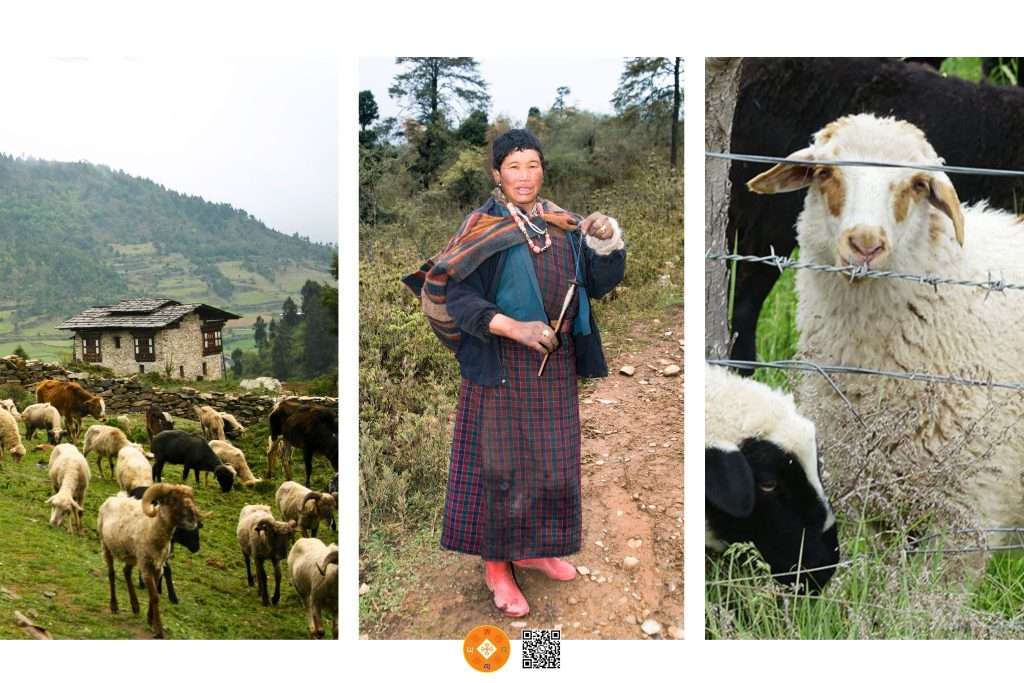 Top Attractions in Bumthang Bhutan - Sheep breeding center